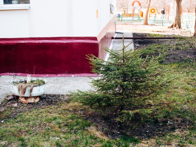 Plants Under the Windows of a Highrise Building in Spring Stock Photo