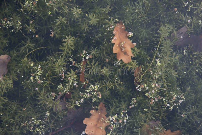 Plants underwater with leaves floating on the top