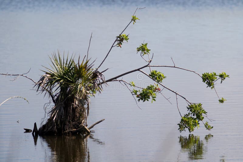 Plants in Wetlands of Florida Stock Image Image of sticking
