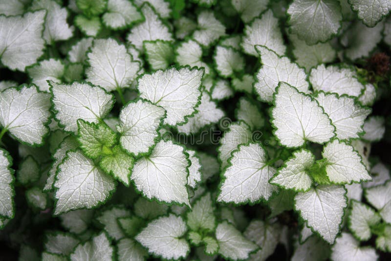 Plants with white leaves with a green border