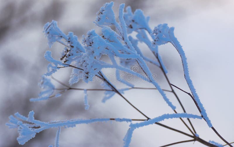 Plants in winter stock image. Image of water, plant, cold 86715213
