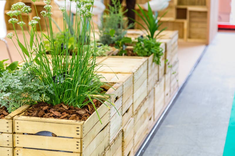 Plants in wooden boxes stock image. Image of pots, wooden 165120731
