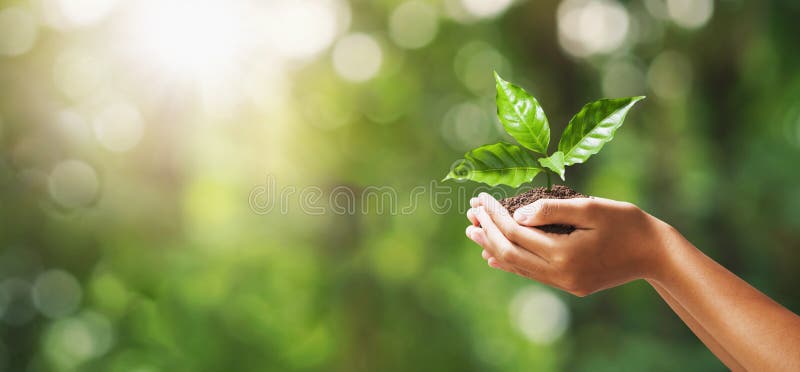 plantula della tenuta della mano sul fondo verde della natura della sfuocatura giorno di terra di eco di concetto