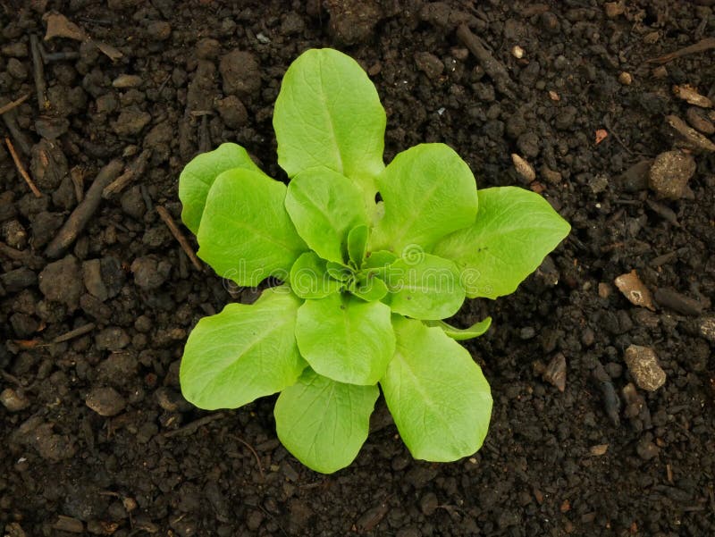 Seedlings Lactuca sativa lettuce butterhead bio green Lactuca sativa capitata vegetables young planting oak leaf green detail greenhouse foil field root crop farm farming garden salad growing Europee gourd fresh vegetables close-up, after rain mud wetting, village growing soil climate change, cabbage environmental earth plants detail close-up, soil bio root, for sale in the market and shop supermarket, agricultural agriculture, Czech Republic. Seedlings Lactuca sativa lettuce butterhead bio green Lactuca sativa capitata vegetables young planting oak leaf green detail greenhouse foil field root crop farm farming garden salad growing Europee gourd fresh vegetables close-up, after rain mud wetting, village growing soil climate change, cabbage environmental earth plants detail close-up, soil bio root, for sale in the market and shop supermarket, agricultural agriculture, Czech Republic