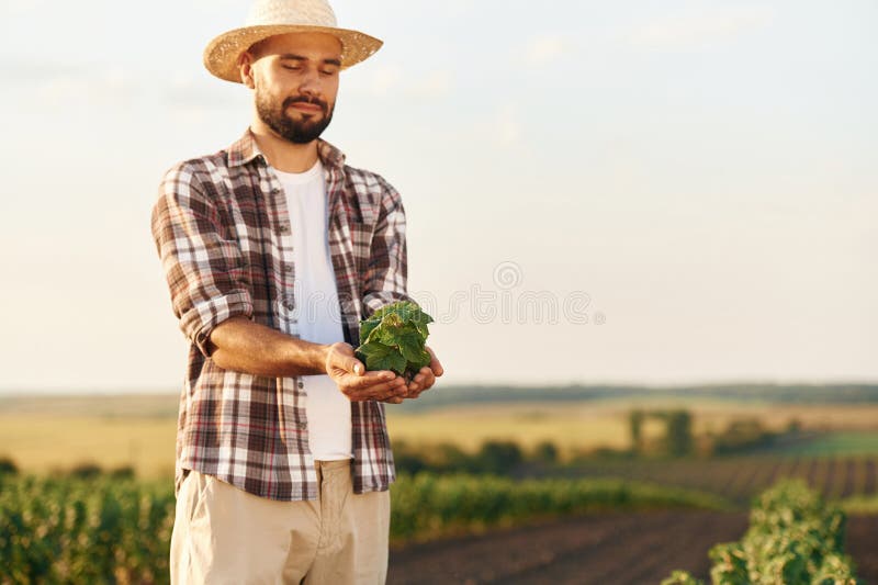 Plantă verde în mâini. Fermierul este pe terenul agricol stock image