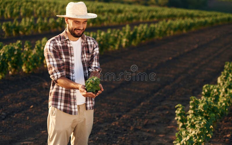 Plantă verde în mâini. Fermierul este pe terenul agricol stock photo