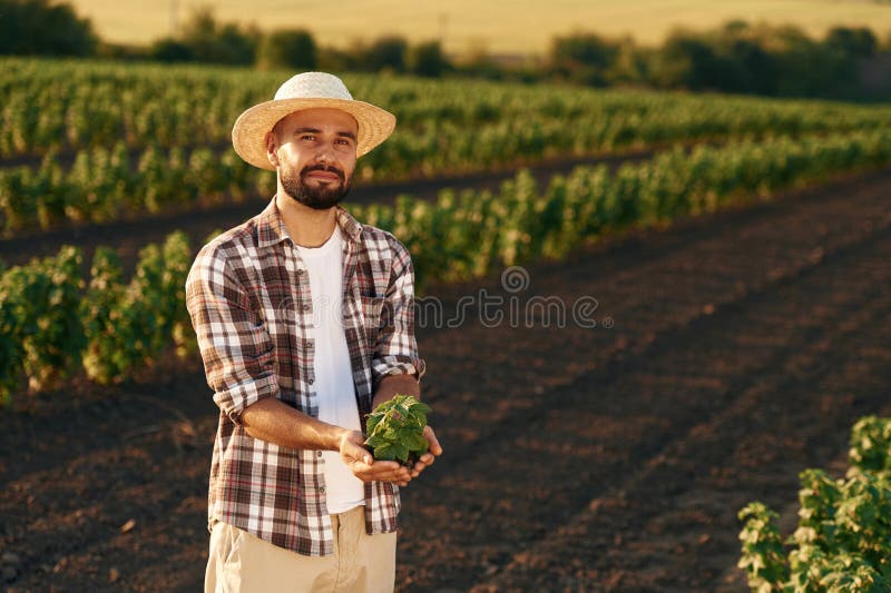 Plantă verde în mâini. Fermierul este pe terenul agricol stock photo