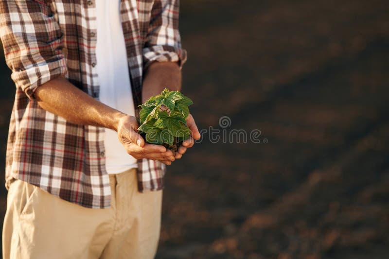 Plantă verde în mâini. Fermierul este pe terenul agricol stock photo