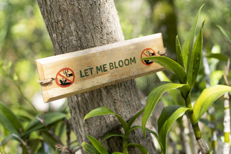 A Plaque on a Tree in the Maldives Let Me Bloom. Protecting the