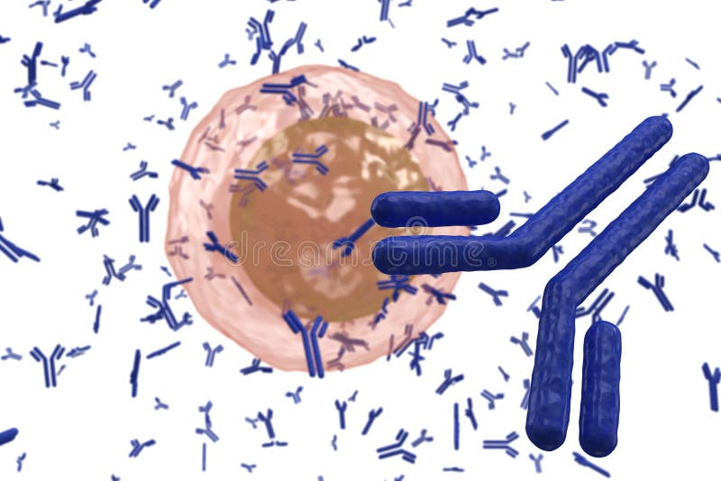 Globuli bianchi, linfociti B, plasmacellule che producono anticorpi isolati su sfondo bianco.