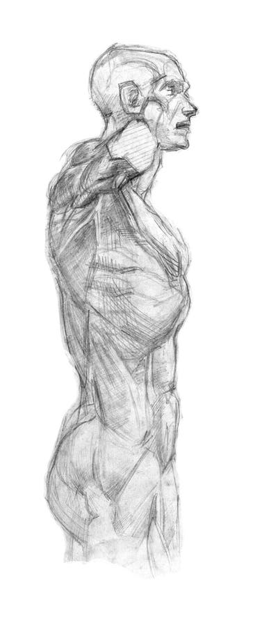 Plaster torso ekorshe training fast pencil sketch stock illustration Plaster torso ekorshe training fast pencil sketch stock illustration