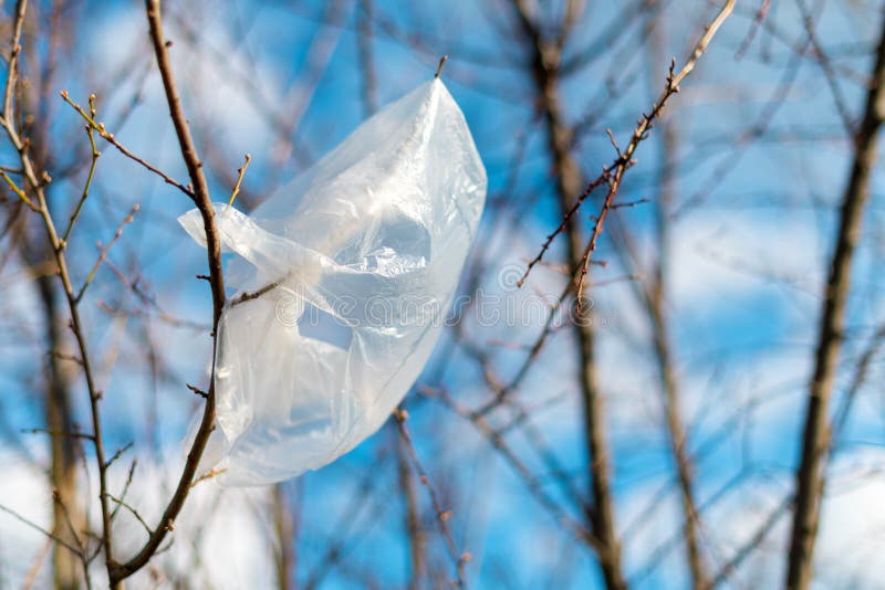 Plastic Bag Trapped in Tree Branches Stock Image Image of junk