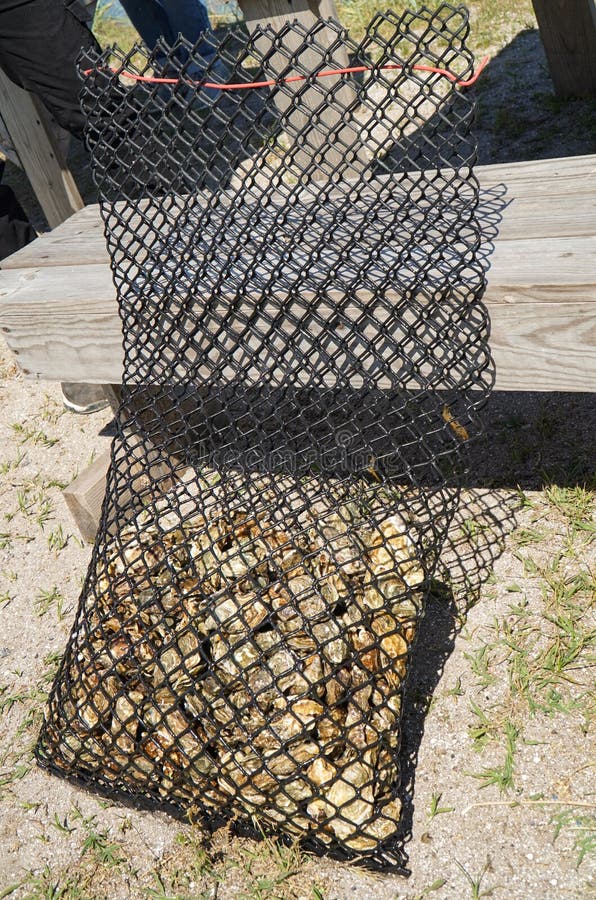 A Plastic Bag in Which Oysters are Grown in Salted Sea Water. Stock