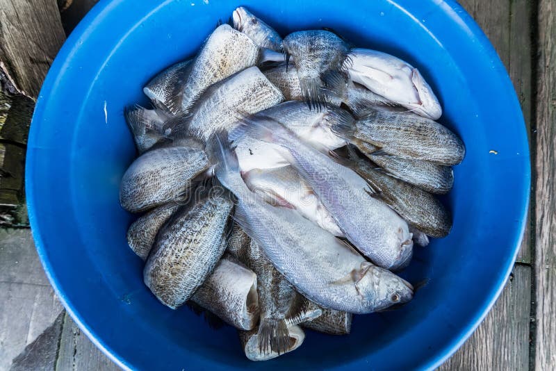 .the Plastic Container with Gaps is Filled with Fresh Fish.Thailand