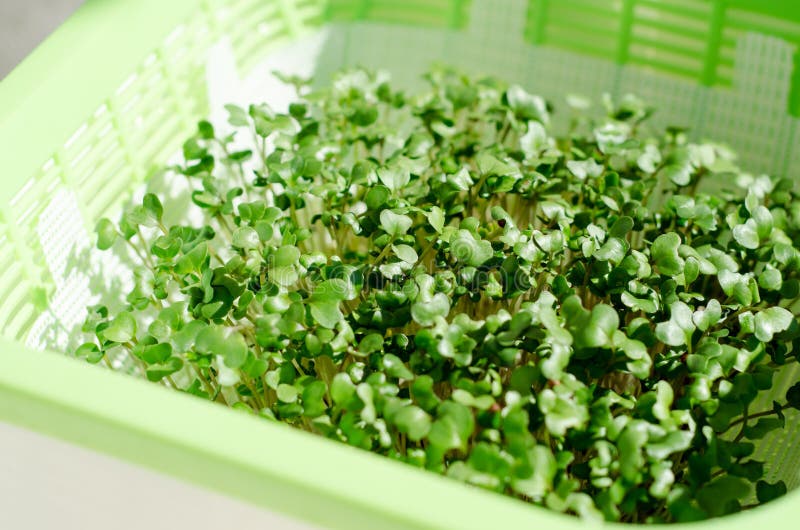 Plastic container with mesh, for microgreen, young sprouts of broccoli plants on white background closeup