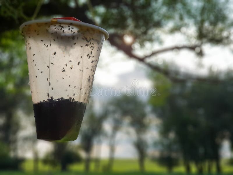 Plastic container, with trapped flies, hanging from tree branch. stock photography