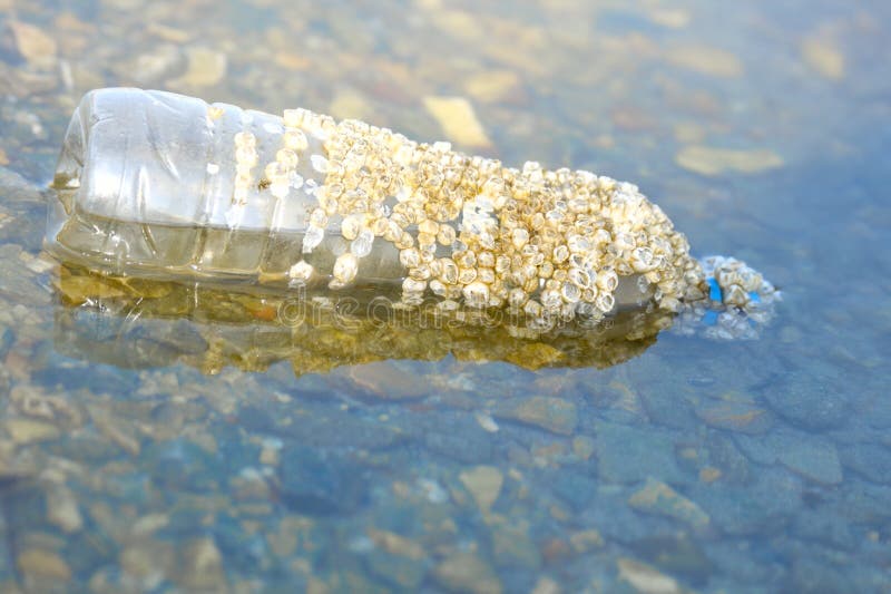 Plastic fles in het overzees, verworven cockleshells stock foto Plastic fles in het overzees, verworven cockleshells stock foto