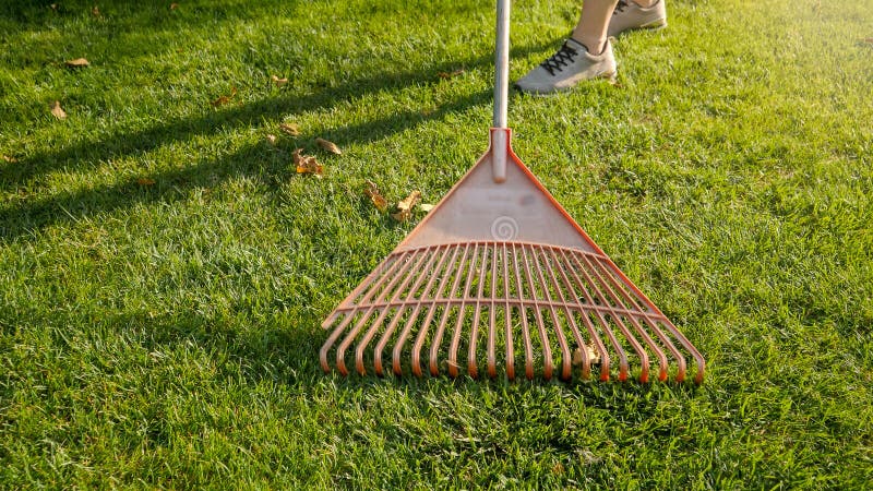 Plastic Garden Rakes Colecting Debris and Fallen Leaves on Green Grass ...