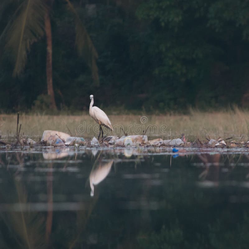 Plastic kills birds stock image. Image of waterbird 240327013