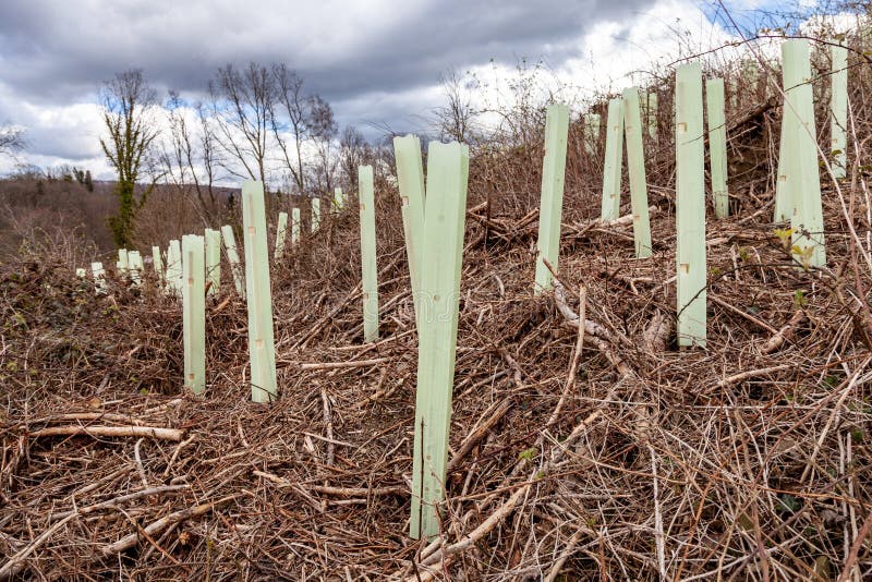 Plastic Protective Tree Guards Around Newly Planted Saplings Stock