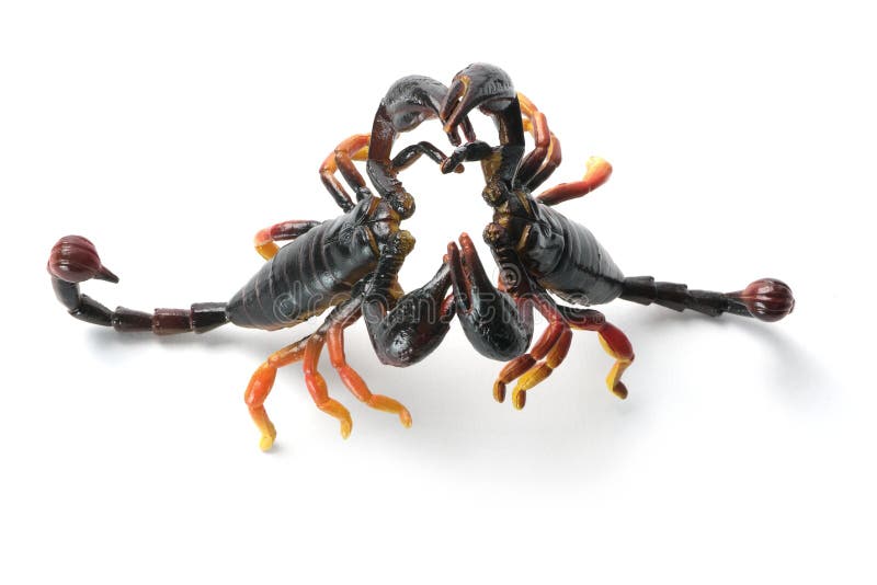 Plastic Scorpions stock image. Image of scorpions, enemies 18998659
