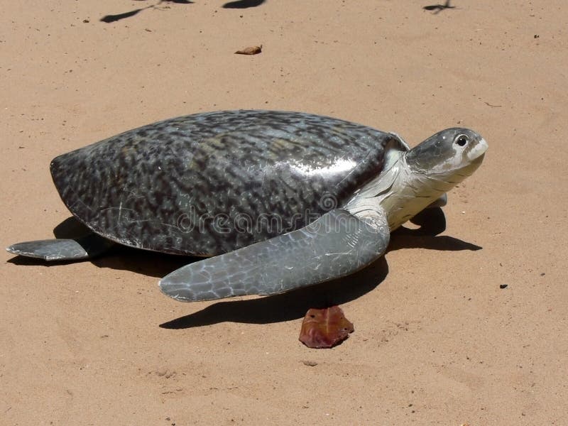 Plastic sea turtle