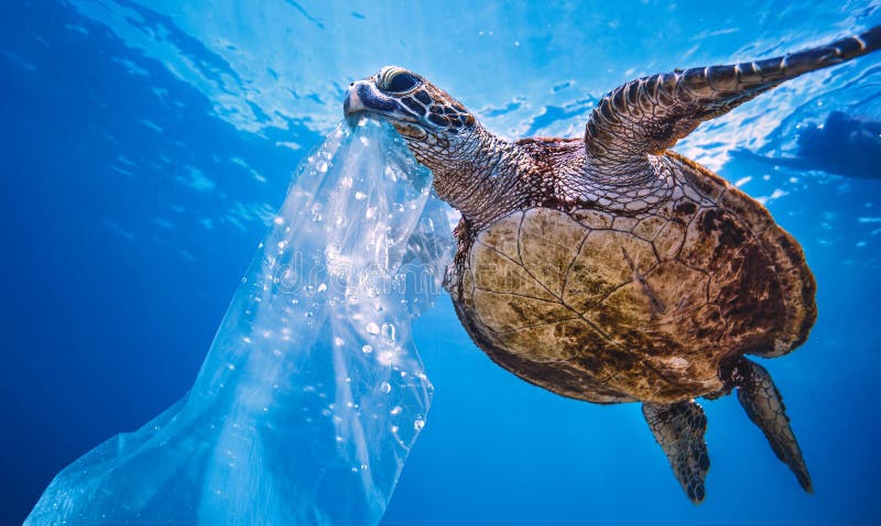 El plastico en el mar Agua, tortuga comer bolsa pensamiento es un Medusa, ecológico contaminación.