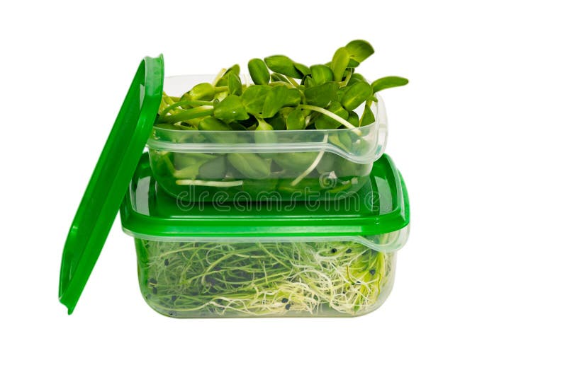 Plastic Storage Container with Organic Microgreens Inside. Reusable