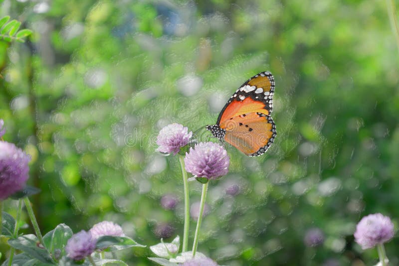 Plastic style imageâ€‹ -â€‹ Close up of Butterfly on Flower, Nature Background