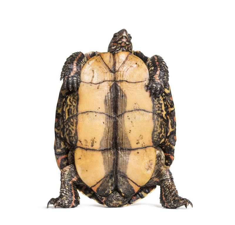 Plastron of the ornate or painted wood turtle