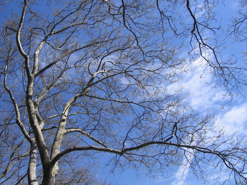 Platan plane-tree