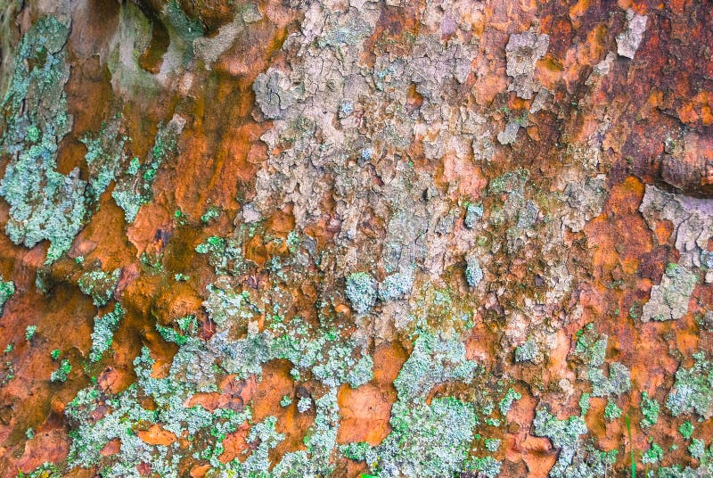 Platan tree bark texture with moss, macro