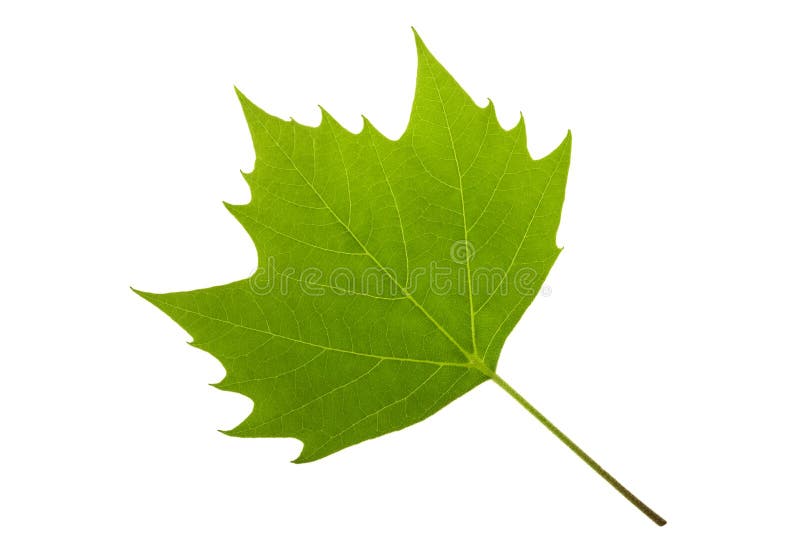 Platanblad royaltyfria bilder Platanblad royaltyfria bilder