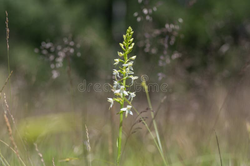 Platanthera bifolia bianco di fiori di butterflyorchid selvaggi in fioritura di piante di orchidea di prato. Platanthera bifolia bianco farfalle selvatiche più piccole in fioritura di fioretti di fiori di orchidea in fioritura di prati in fioritura di orchidee in erba verde