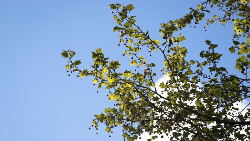 Platanus occidentalis Westernów samoloty uwalniający liście obraz royalty free