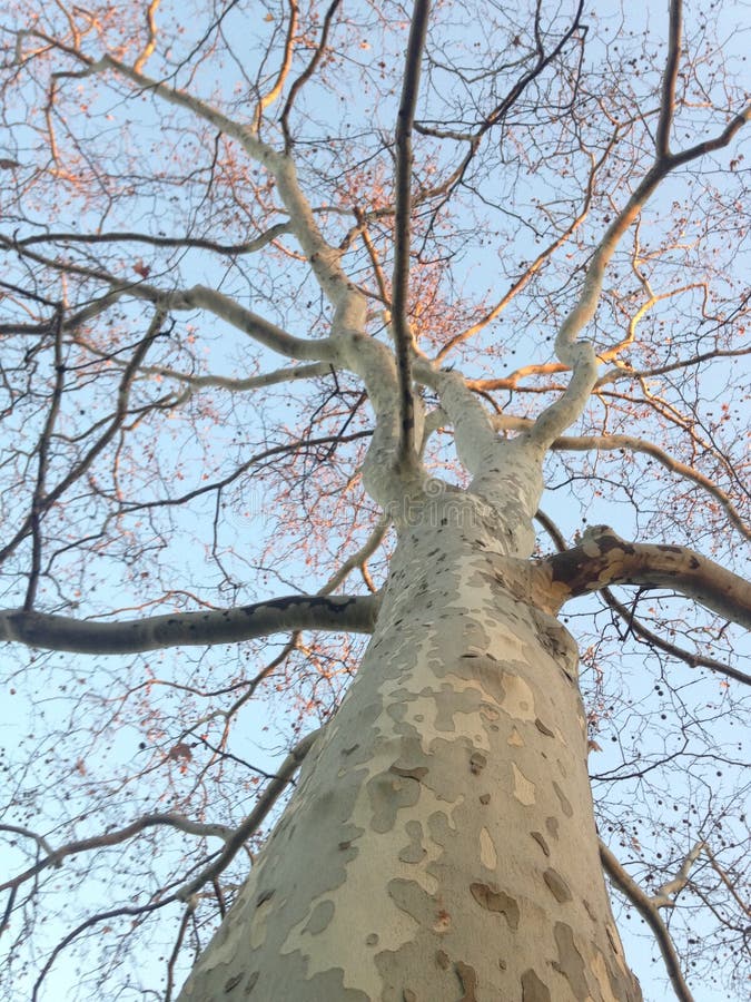 Platanus Occidentals Tree during Sunset in Winter.