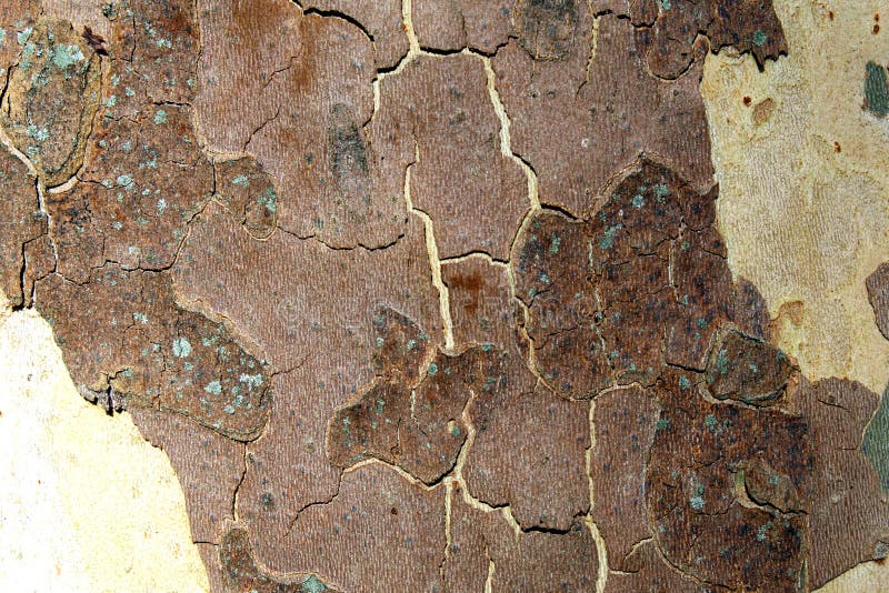 Platanus tree bark camouflage detail stock images