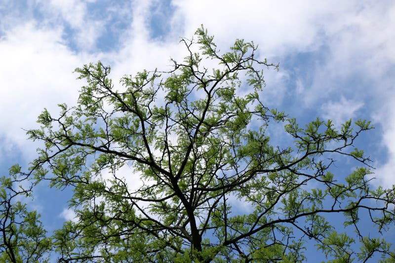 Platanusorientalis sycamore Frukten av trädet lappas royaltyfria bilder Platanusorientalis sycamore Frukten av trädet lappas royaltyfria bilder