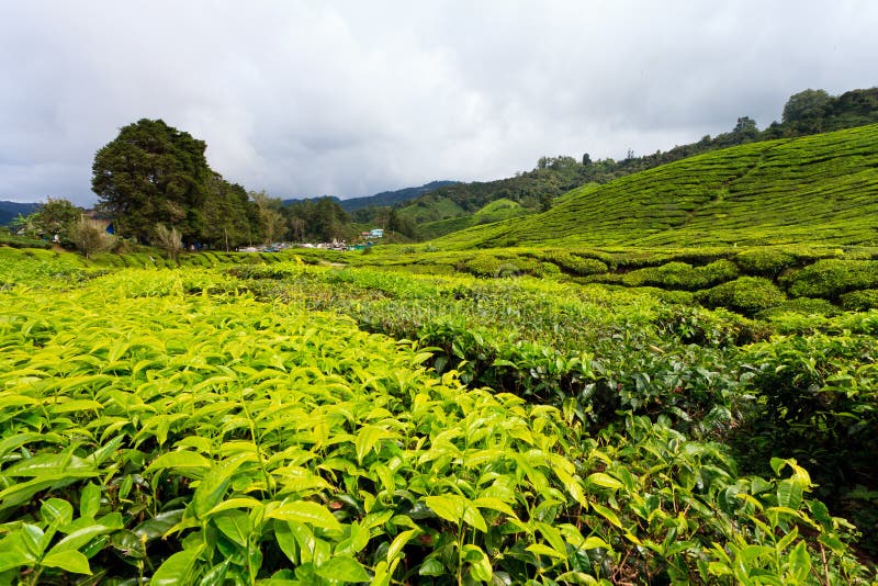 Platation van de thee in Cameron Highlands royalty-vrije stock foto Platation van de thee in Cameron Highlands royalty-vrije stock foto