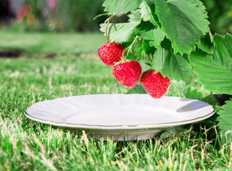 A plate under a Fresh ripe red strawberry. Bush grow in the garden. top quality, organic food concept royalty free stock image A plate under a Fresh ripe red strawberry. Bush grow in the garden. top quality, organic food concept royalty free stock image