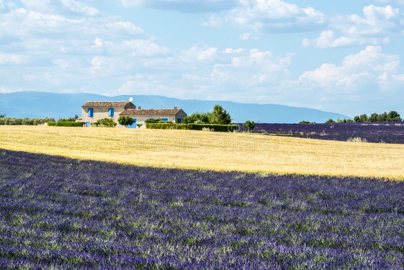 Plateau de Valensole (Provenza), casa e giacimenti della lavanda immagine stock libera da diritti Plateau de Valensole (Provenza), casa e giacimenti della lavanda immagine stock libera da diritti