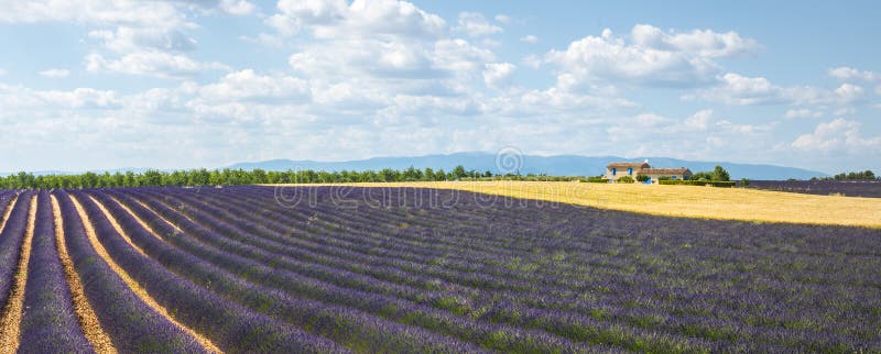 Plateau de Valensole (Provenza), lavanda fotografia stock Plateau de Valensole (Provenza), lavanda fotografia stock