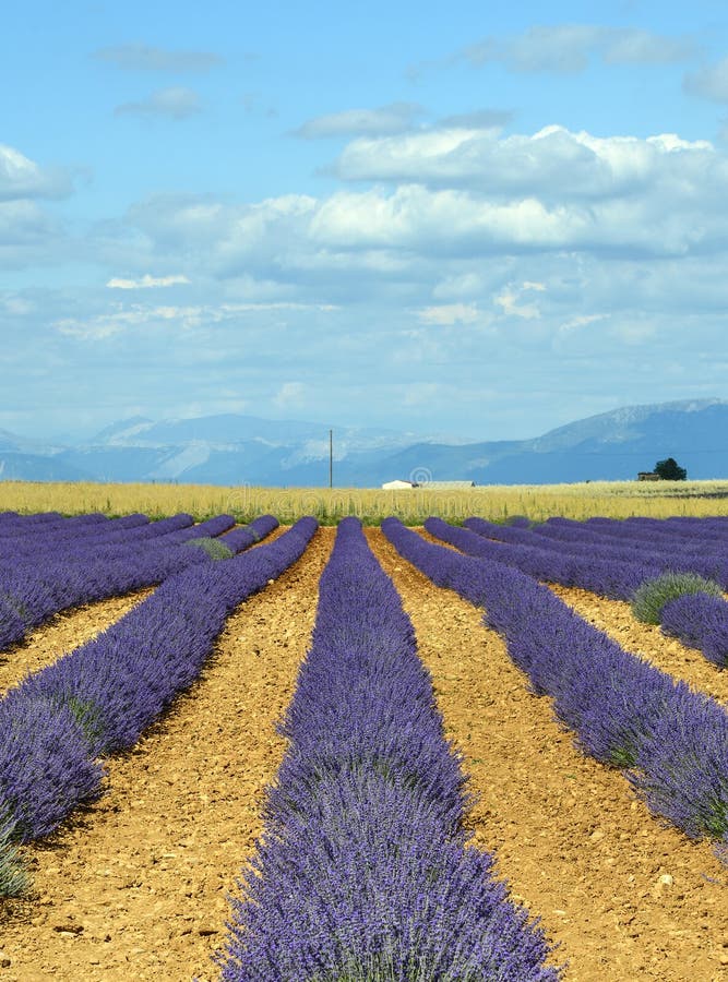 Plateau de Valensole (Provenza), lavanda fotografie stock Plateau de Valensole (Provenza), lavanda fotografie stock