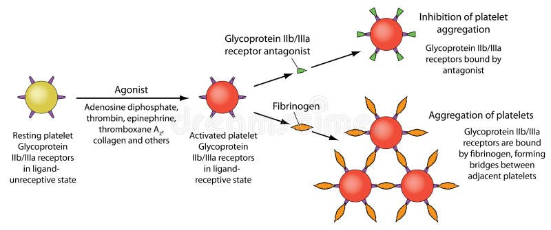 pic Platelet Aggregation Cartoon dreamstime com