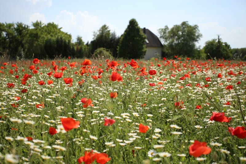 Platta till av ljusa röda vallmo och kamomillblommor arkivfoton Platta till av ljusa röda vallmo och kamomillblommor arkivfoton