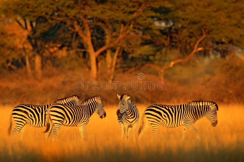 Plattar till sebran, Equusquagga, i den gräs- naturlivsmiljön med aftonljus i den Hwange nationalparken, Zimbabwe Solnedgång i sa arkivfoto Plattar till sebran, Equusquagga, i den gräs- naturlivsmiljön med aftonljus i den Hwange nationalparken, Zimbabwe Solnedgång i sa arkivfoto