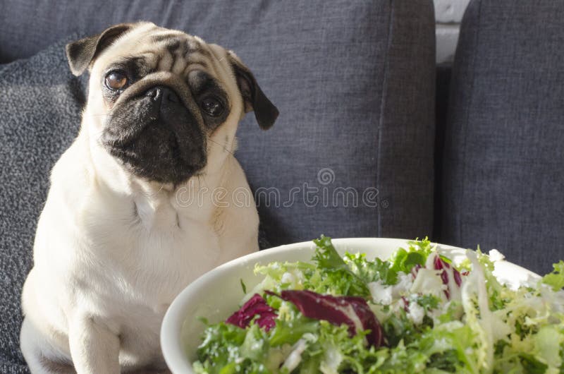 Platte mit frischem grünem Salat, Hunderasse Pug, der auf dem Sofa sitzt stockfotos Platte mit frischem grünem Salat, Hunderasse Pug, der auf dem Sofa sitzt stockfotos