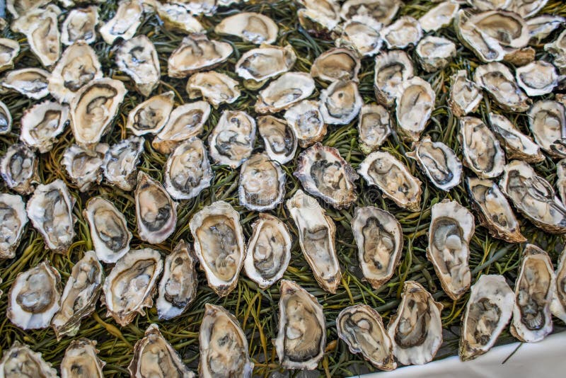 Platter of Raw Oysters on the Half Shell Stock Photo Image of buffet