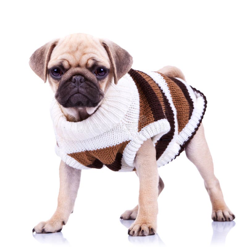 Plattform mops dog slitage kläder royaltyfria bilder Plattform mops dog slitage kläder royaltyfria bilder