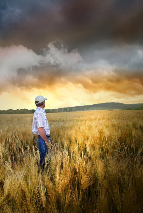 plattform wheatfield för man arkivfoto plattform wheatfield för man arkivfoto